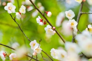 plum-blossom_beiz-jp_s08435